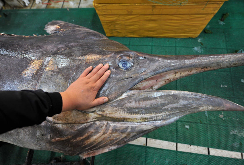 ??? ??, 310kg ??? ??? ?? ??? ??