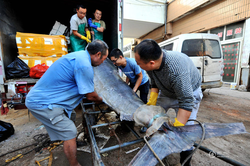 ??? ?? ??? ? ??, 345kg ??? ??? ??