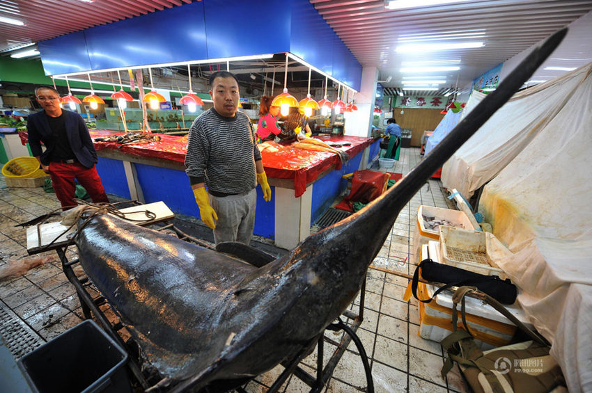 ??? ?? ??? ? ??, 345kg ??? ??? ??