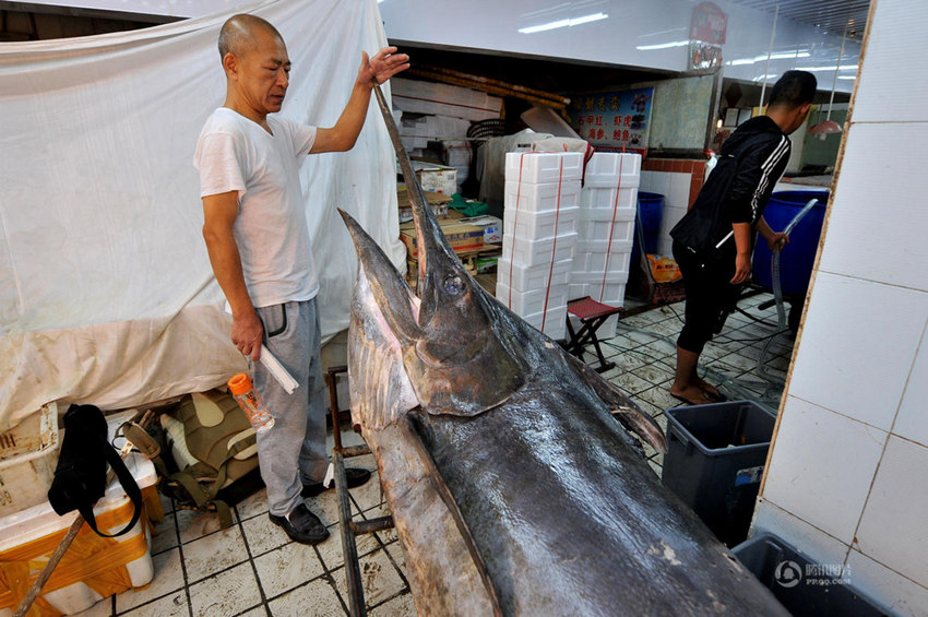 ??? ?? ??? ? ??, 345kg ??? ??? ??