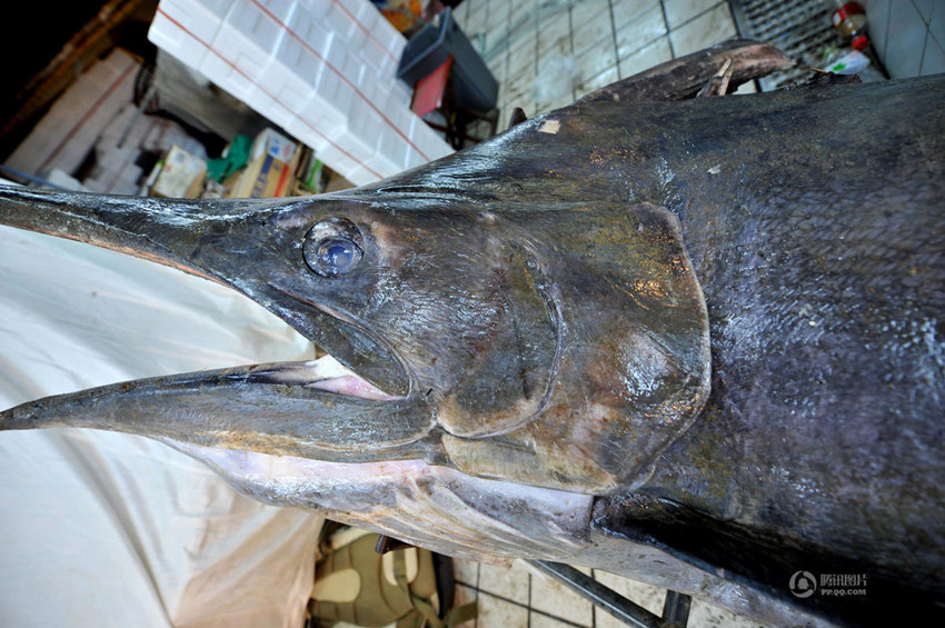 ??? ?? ??? ? ??, 345kg ??? ??? ??