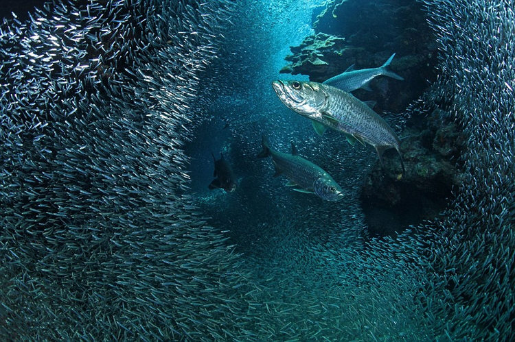 ?? 2015 ???????? ??? ??