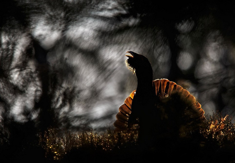 ?? 2015 ???????? ??? ??