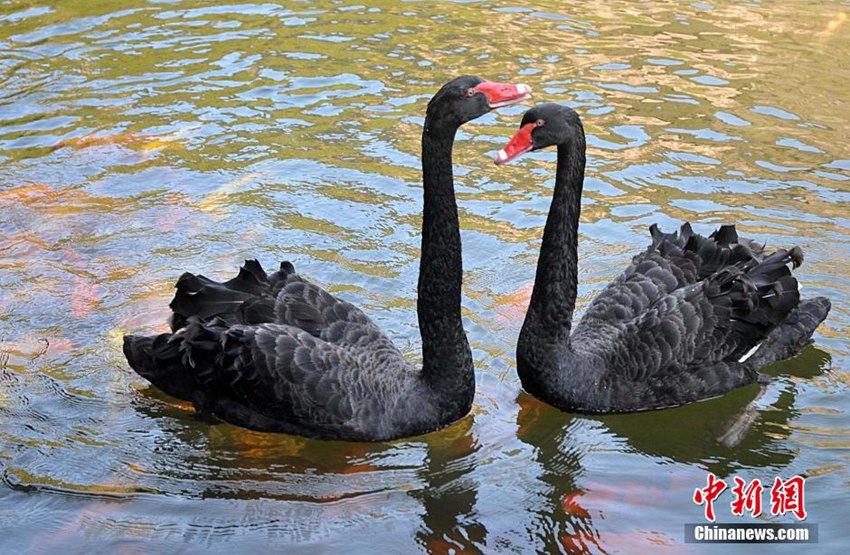 ???????? ?? ?? ???, ‘?? ???’