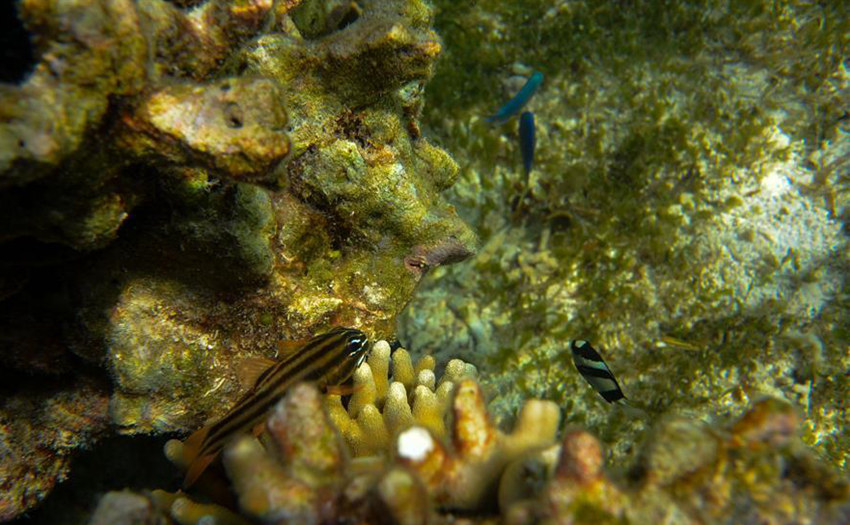 ???? ??? ???? ??? ???(七連嶼) ??