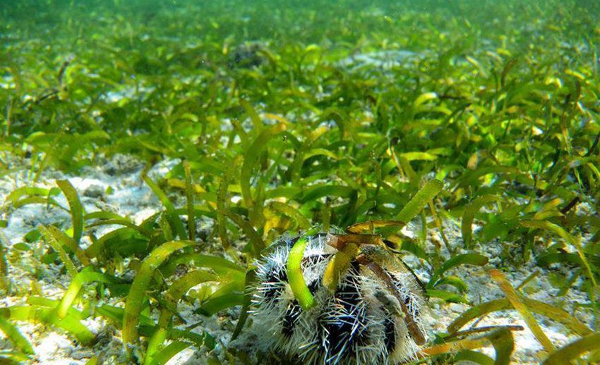 ???? ??? ???? ??? ???(七連嶼) ??