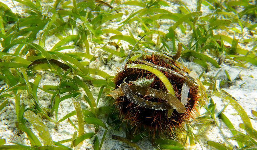 ???? ??? ???? ??? ???(七連嶼) ??