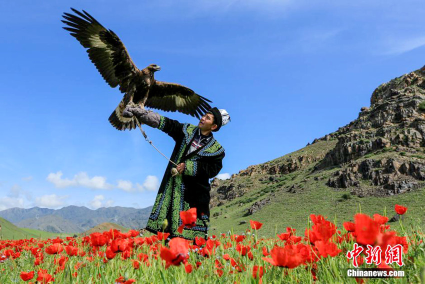 圖為一名哈薩克族牧民擎著鷹在紅花中。? ????(哈薩克族) ??? ?? ????? ? ? ??? ?? ? ?? ??