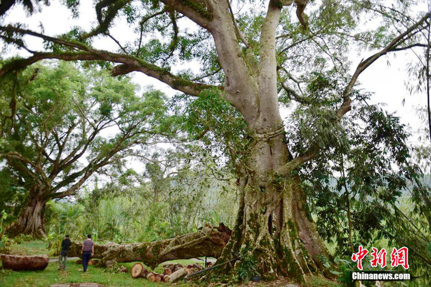 ?? ????? ?? ?? ?? ?? ??, ?? ??