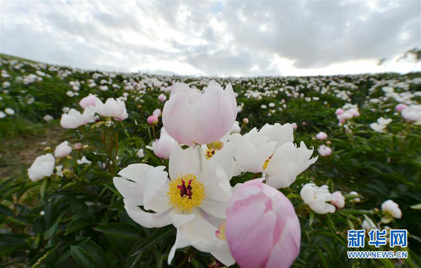 ???? ??????, ?? ??? ?? ?? ?!