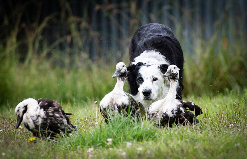 ???? ??? ???, ?????!