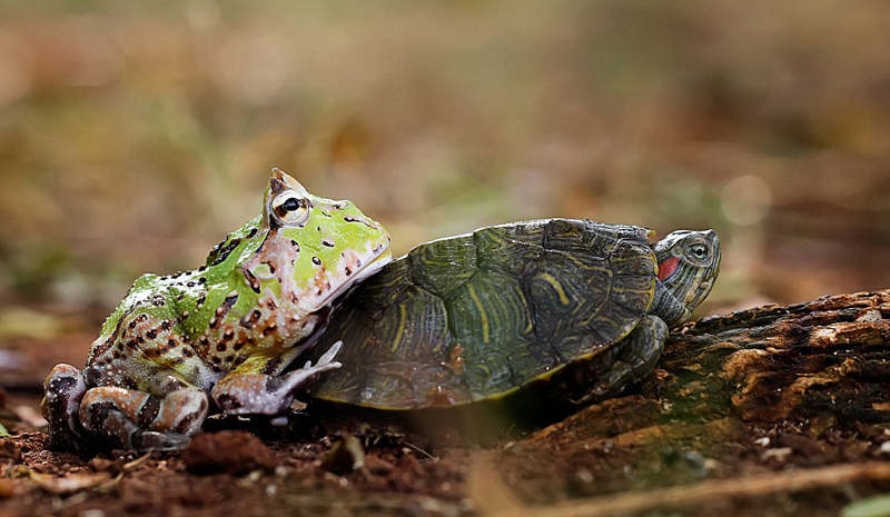 ??? ?? ??? ????, ??? ???…