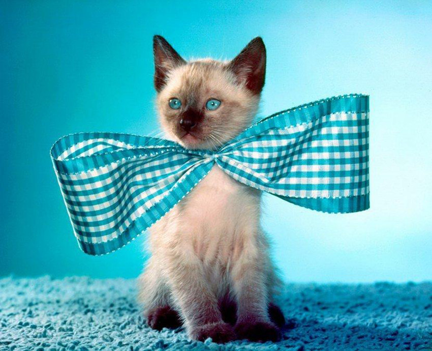 ??? ??? 70?? ??, 95? ??? ?? ?????