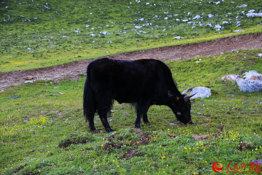 ‘???’?? ??? ??, 中 ?? ‘???’