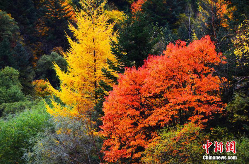 ?? ???? ??? ?? ??, ????? ???? ??