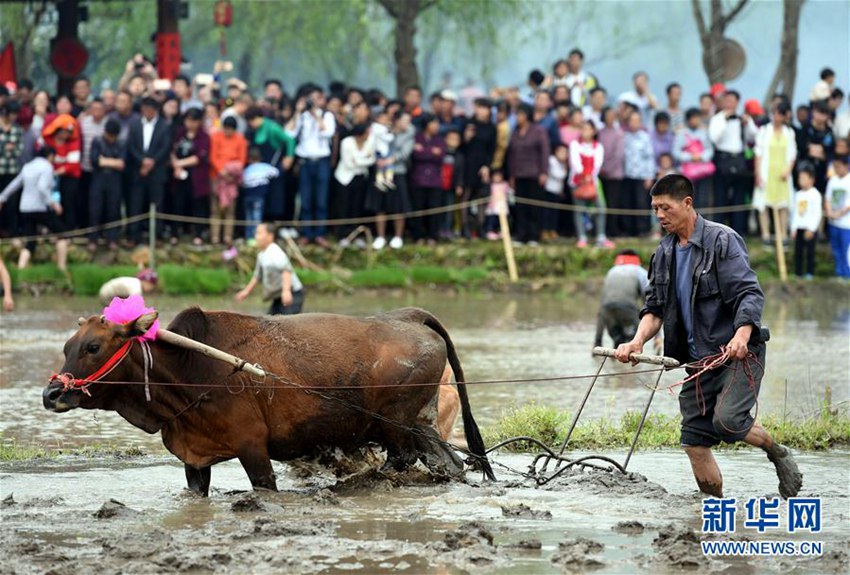 ?? ?? ??, ??(客家) ???? ???