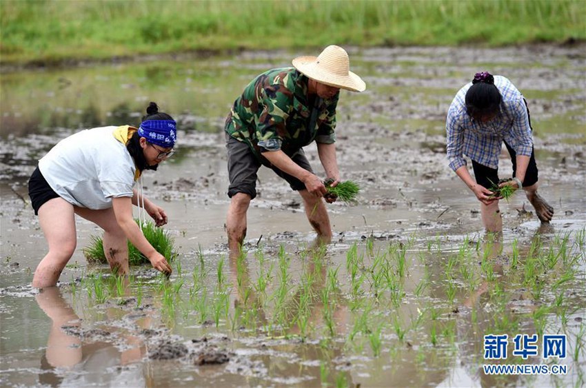 ?? ?? ??, ??(客家) ???? ???