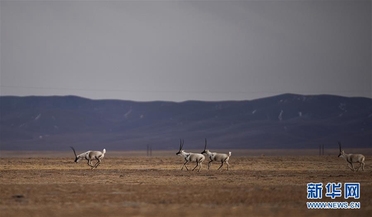 ??? ??? ??? ?? ??? ??, ???? ??? ‘????’