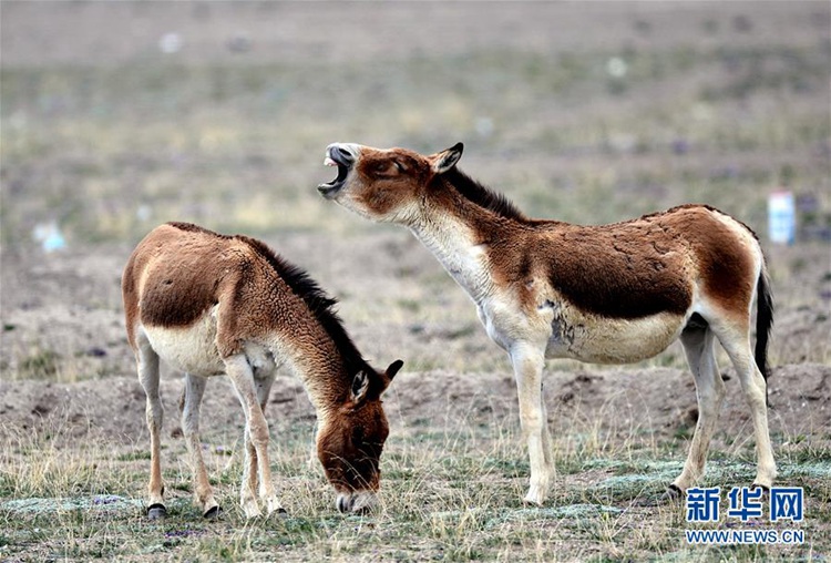 ??? ??? ??? ?? ??? ??, ???? ??? ‘????’