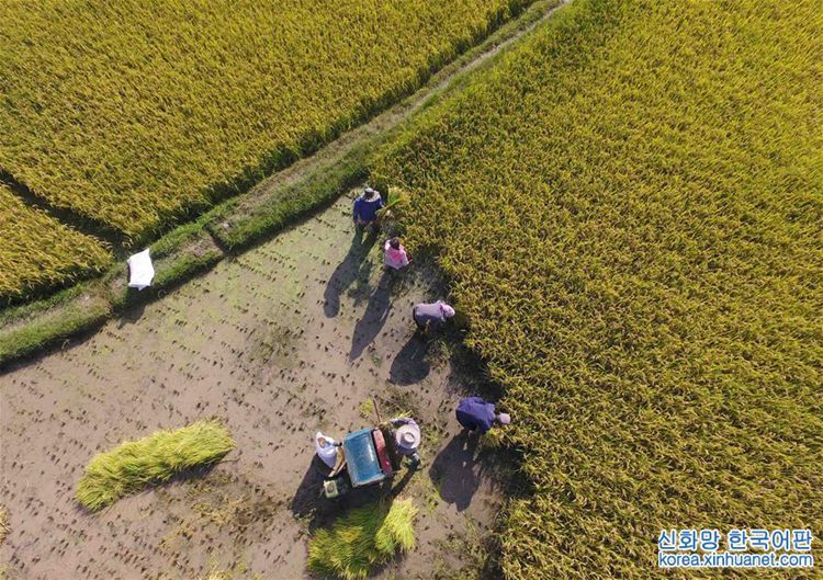 ?? ?? ?? ?? ??, ‘??? ?’