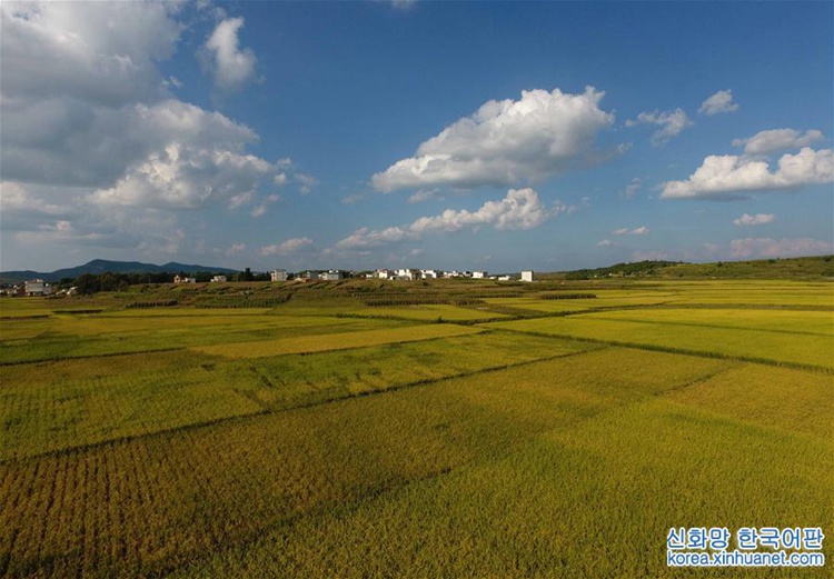 ?? ?? ?? ?? ??, ‘??? ?’