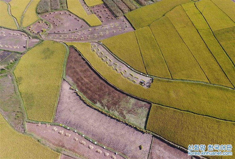 ?? ?? ?? ?? ??, ‘??? ?’