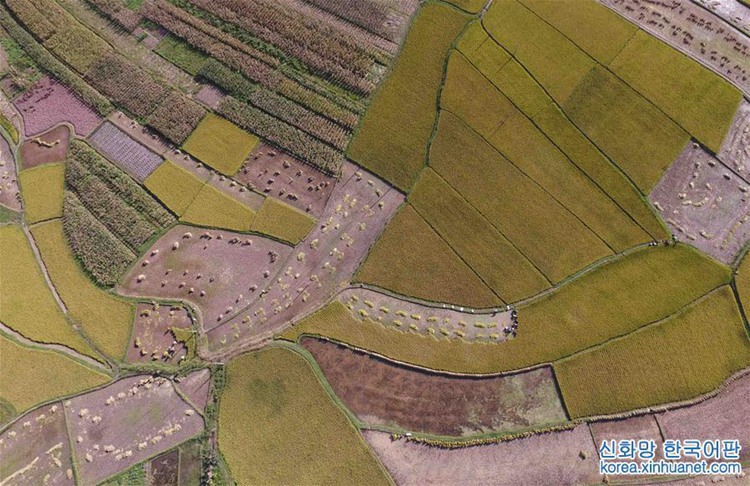 ?? ?? ?? ?? ??, ‘??? ?’