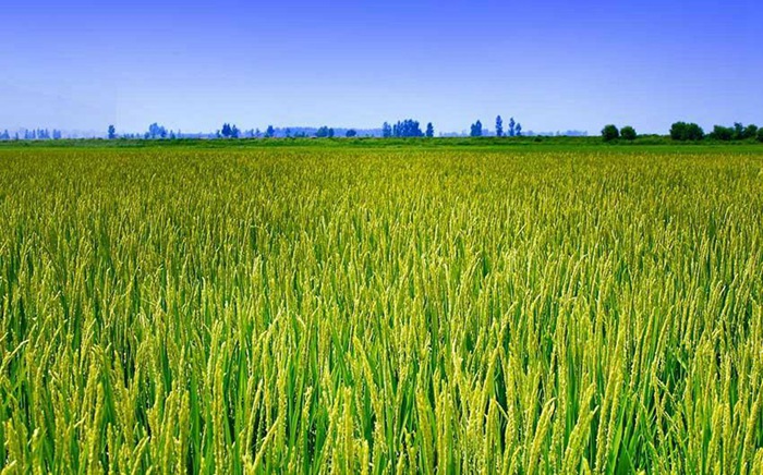 ???? ??? ?? ??? ?? ??, ?? ??? ?? ‘???’