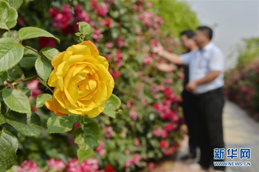 ????? ???(柏鄉(xiāng))? ???(柏糧)??? ‘?? ??’? ???? ??. [?? ??: ???]