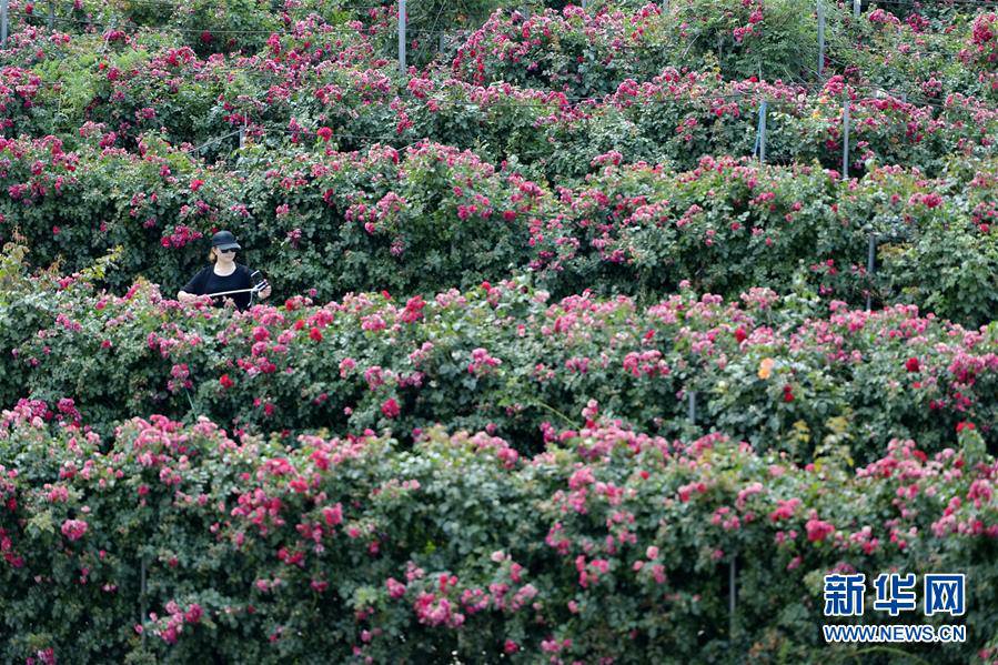 ? ???? ???(柏鄉(xiāng))? ???(柏糧)??? ‘?? ??’? ???? ??. [?? ??: ???]