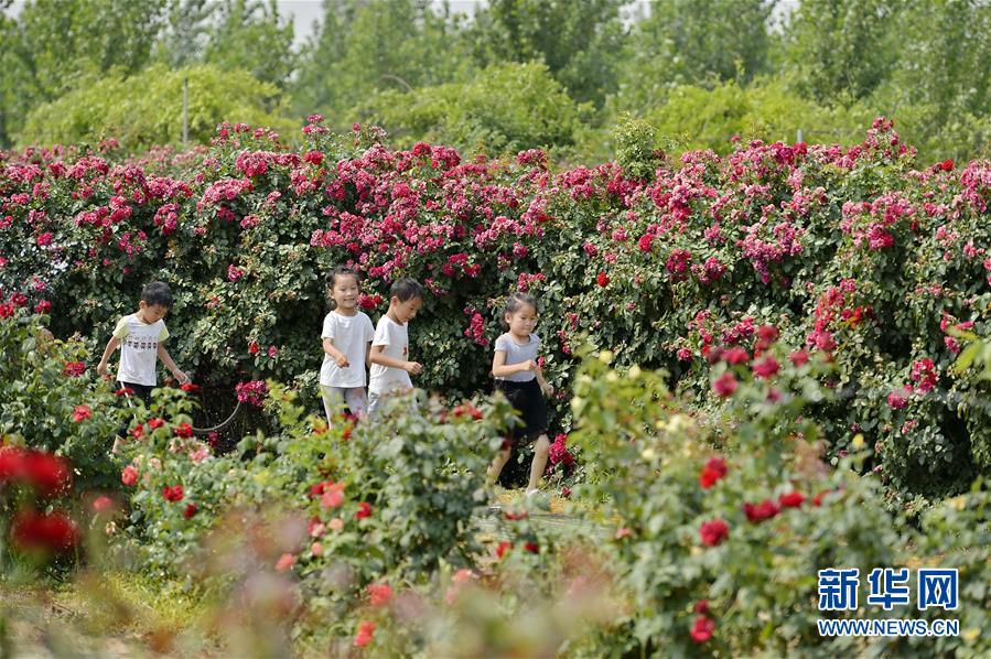 ??? ????? ???(柏鄉(xiāng))? ???(柏糧)??? ‘?? ??’? ???? ??. [?? ??: ???]