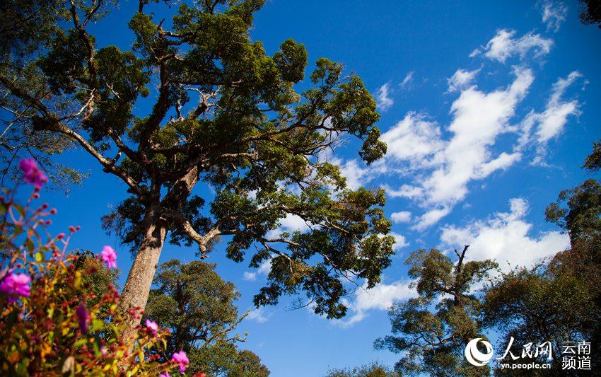 ???? ??? ?? [?? ??: ???]