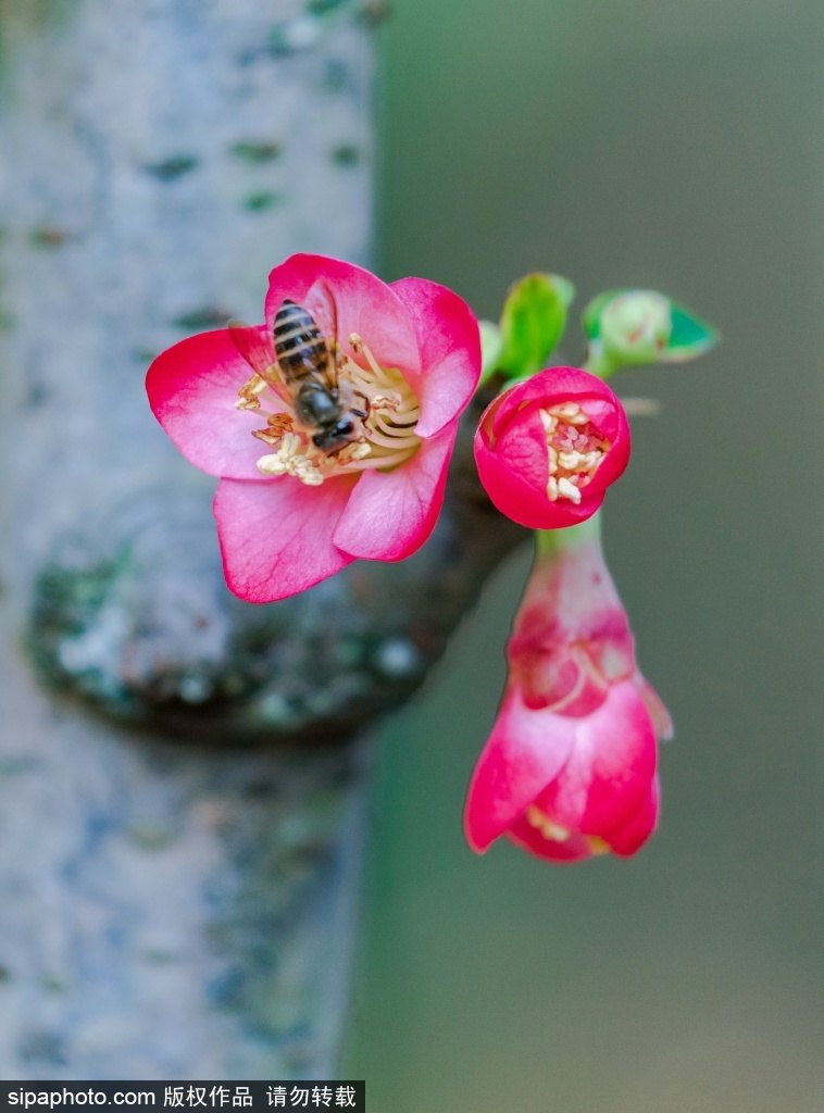 [2? 13? ??/?? ??: Sipaphoto]