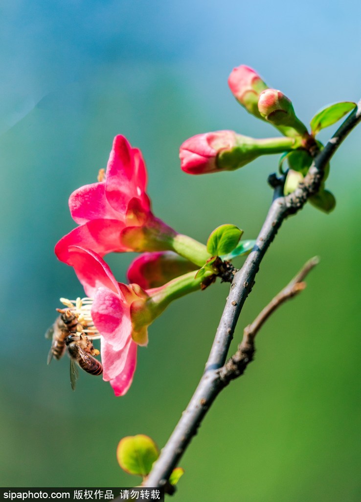 [2? 13? ??/?? ??: Sipaphoto]