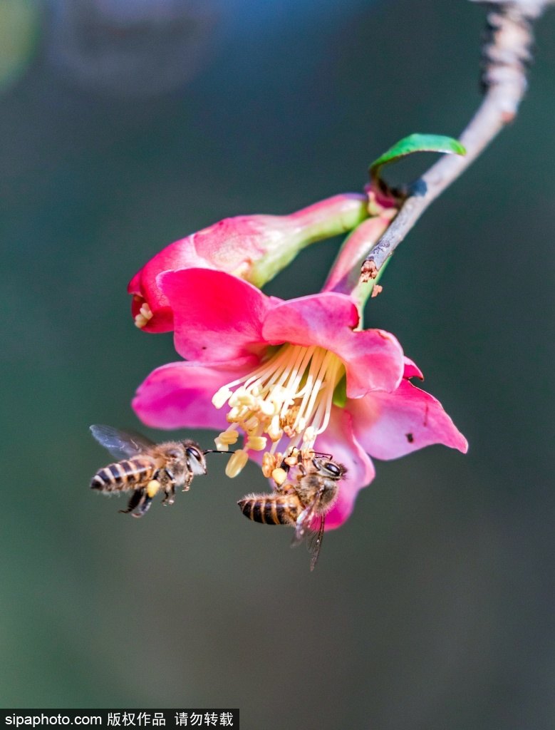 [2? 13? ??/?? ??: Sipaphoto]