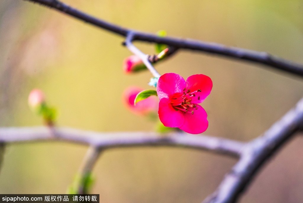 [2? 13? ??/?? ??: Sipaphoto]