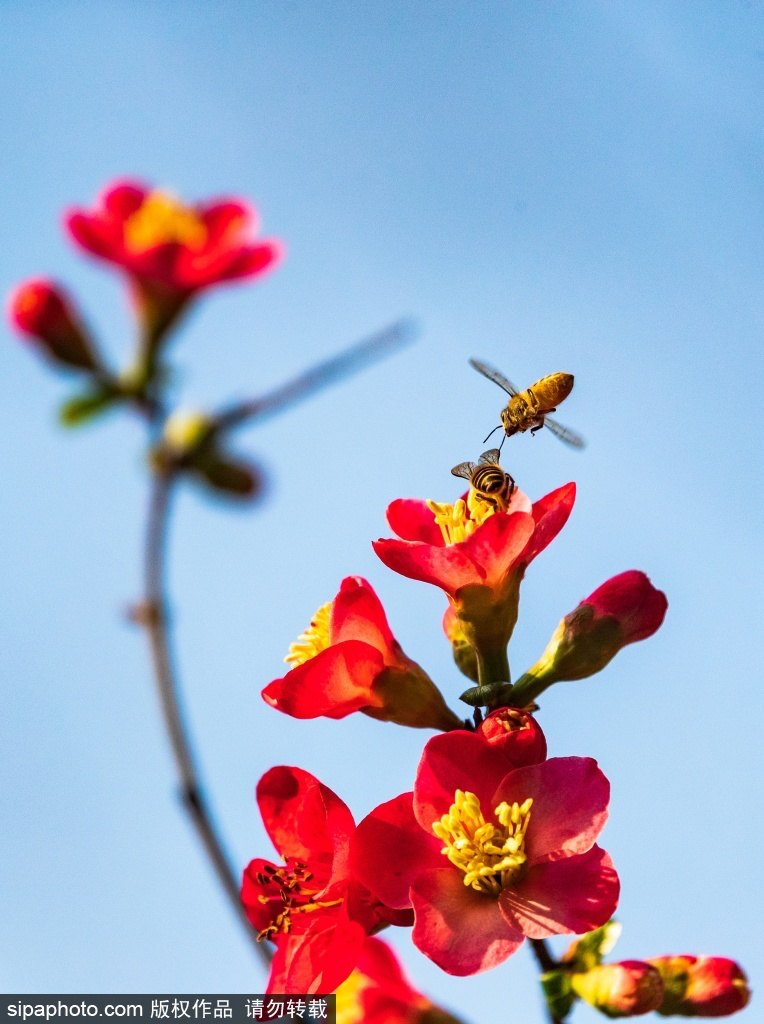 [2? 13? ??/?? ??: Sipaphoto]