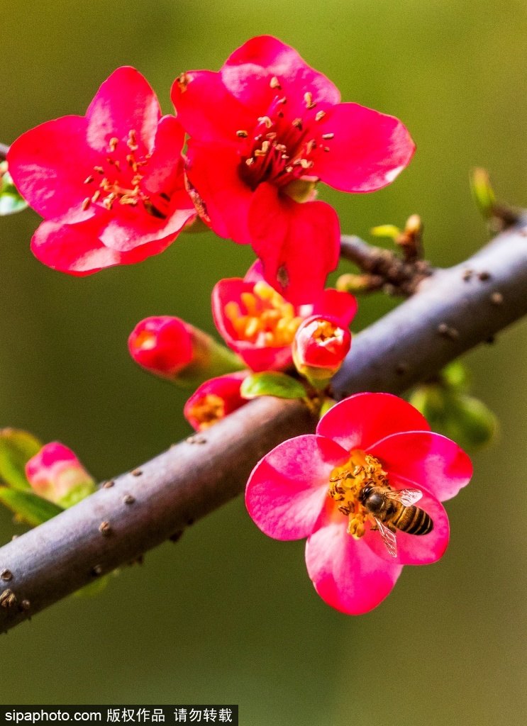 [2? 13? ??/?? ??: Sipaphoto]