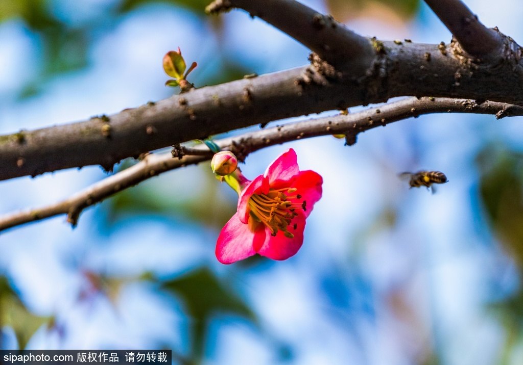 [2? 13? ??/?? ??: Sipaphoto]