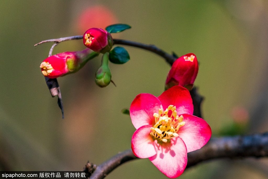 [2? 13? ??/?? ??: Sipaphoto]