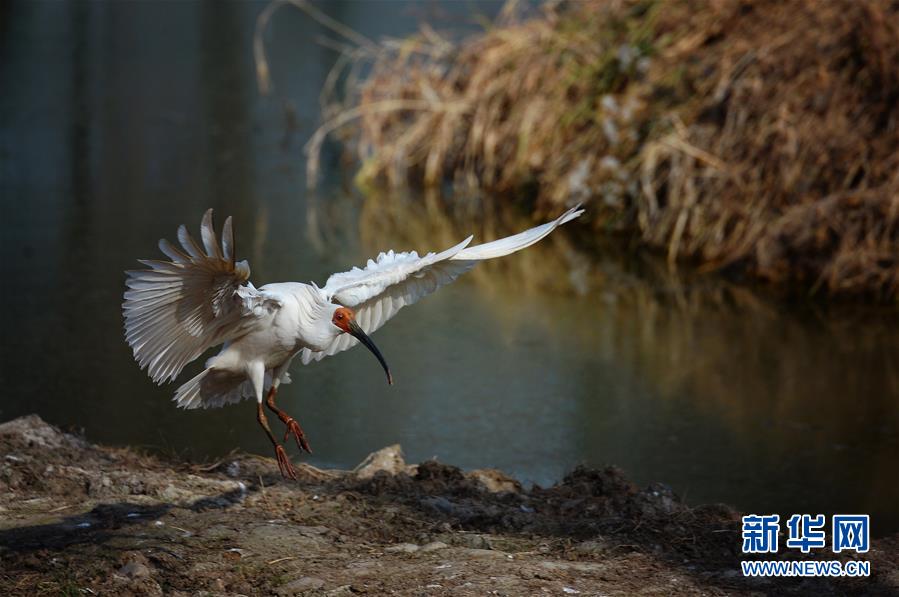 ?(洋)? ?????? ??? [2018? 1? 19? ??/?? ??: ???]