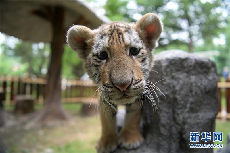 ‘???? ?’ ?? ??? ?? 