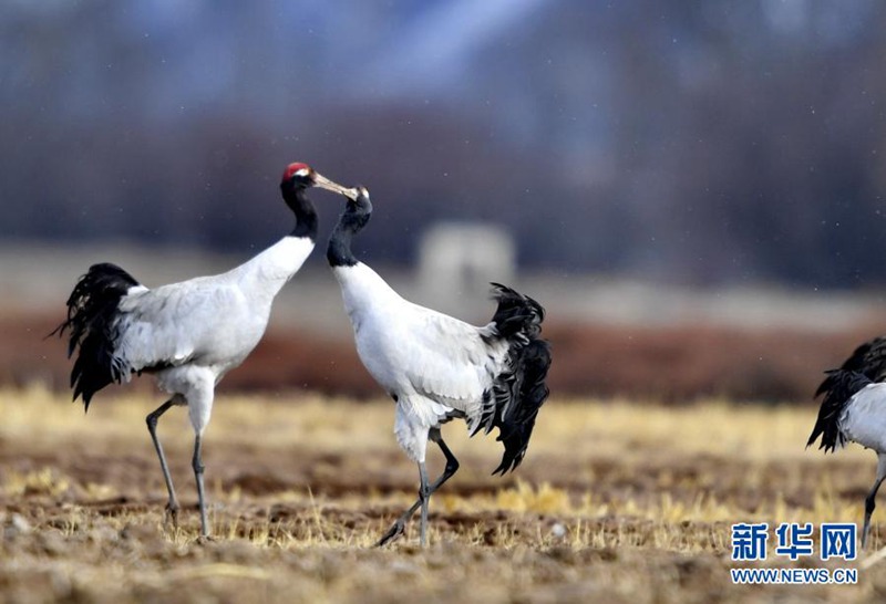 ???? ?????? ??????? ?????? [3? 14? ??/?? ??: ???]