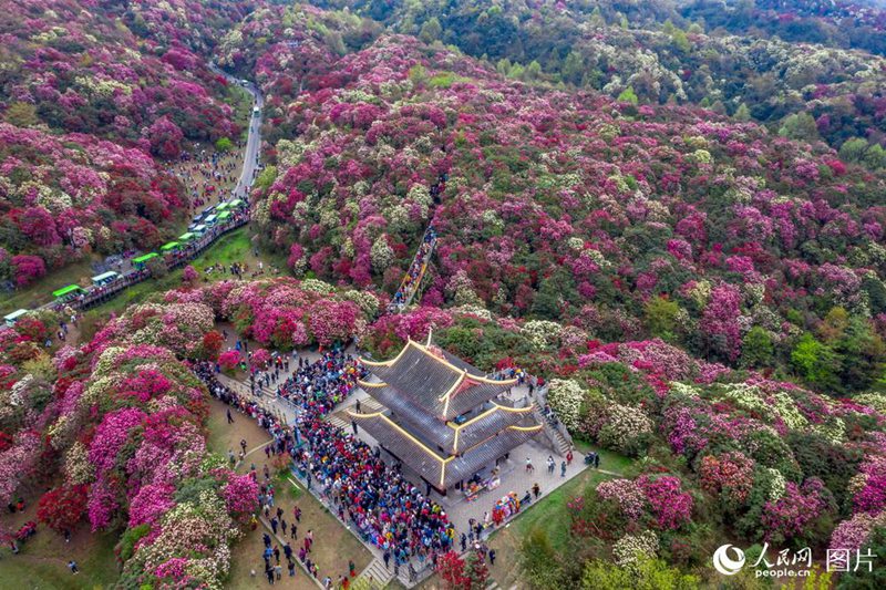 3? 27?, ????(貴州)? ??(畢節(jié))? ????(百里杜鵑) ??(金坡) ???, ????? ??? ????? ??? ???? ??. [?? ??: ???] 