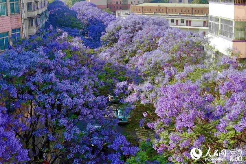 ??(雲(yún)南) ??(昆明) ???? ??? ???? [?? ??: ???]