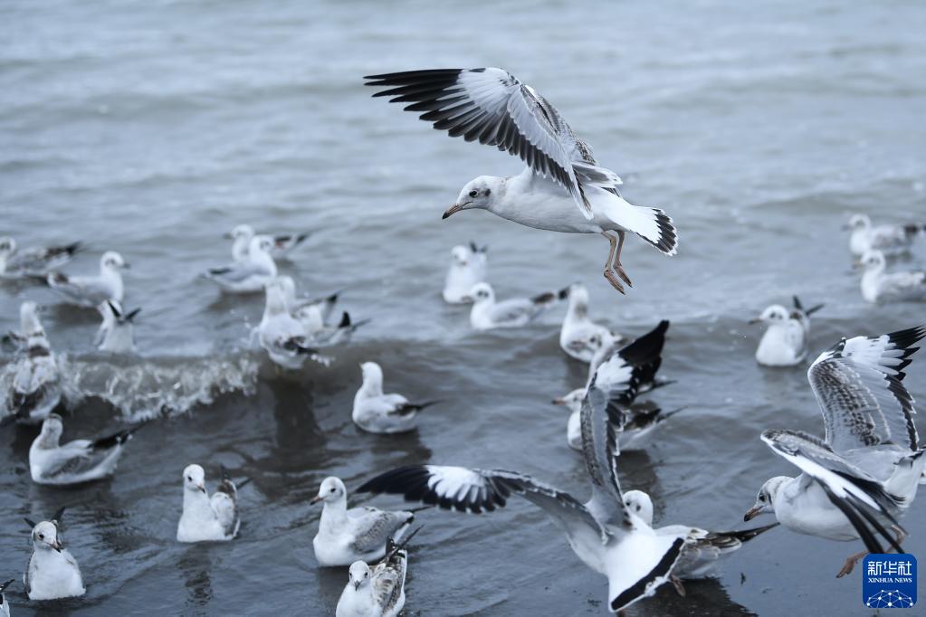 ???? ??? ??? ??? [?? ??: ???]