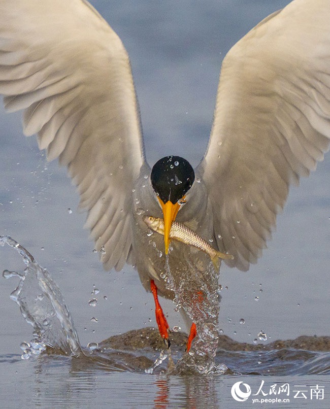 ???? ??? ???? ?? [?? ??: ???]