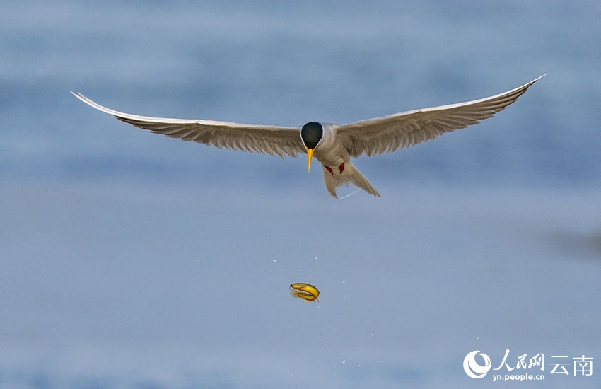 ???? ??? ???? ?? [?? ??: ???]