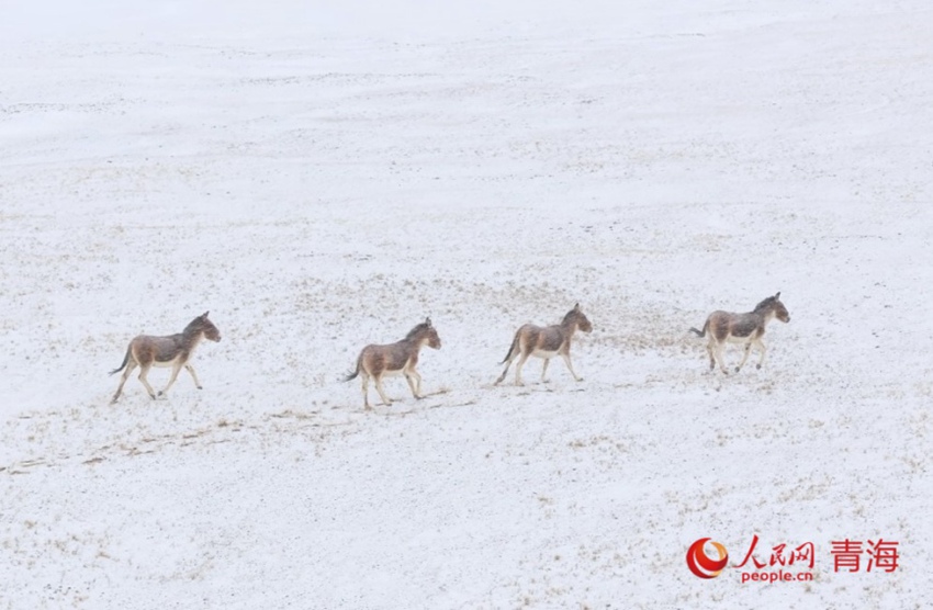 ???? ?? [?? ??: ????]