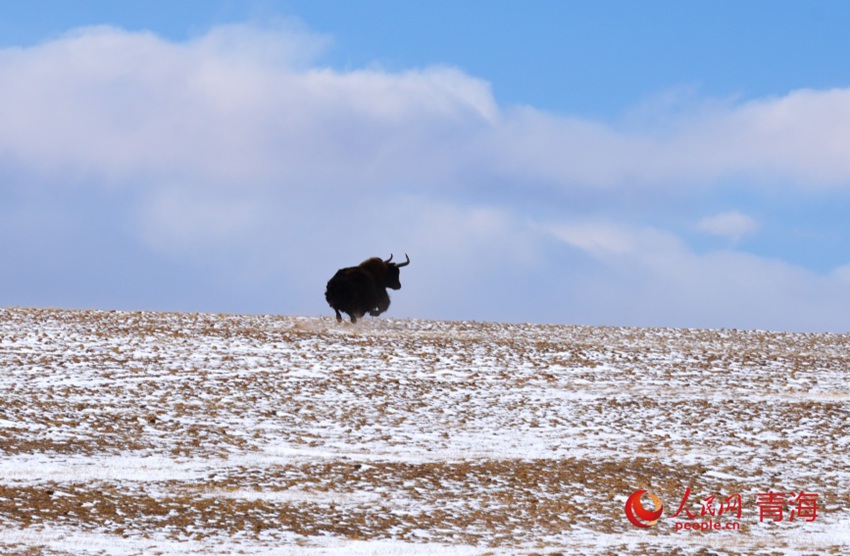 ??? ?? ?? [?? ??: ???]